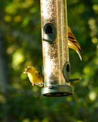 Seed feeders for songbirds